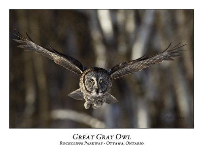 Great Gray Owl-069