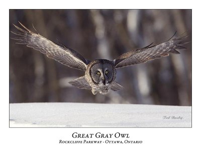 Great Gray Owl-070