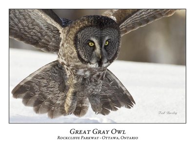 Great Gray Owl-071