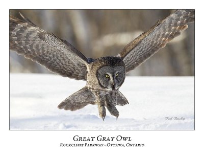 Great Gray Owl-072