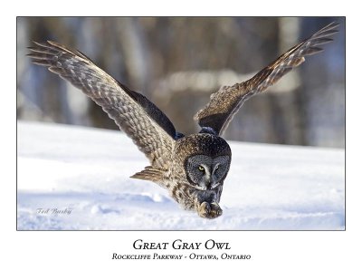 Great Gray Owl-073