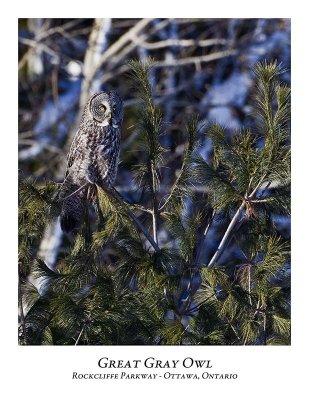 Great Gray Owl-075