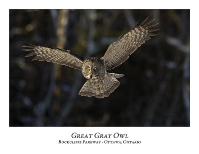 Great Gray Owl-076