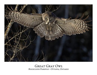 Great Gray Owl-077