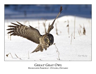 Great Gray Owl-078