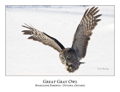 Great Gray Owl-079