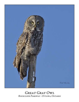 Great Gray Owl-080