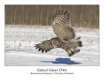 Great Gray Owl-082