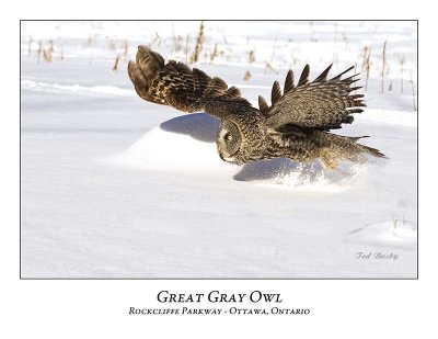 Great Gray Owl-083