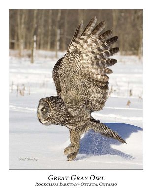 Great Gray Owl-084