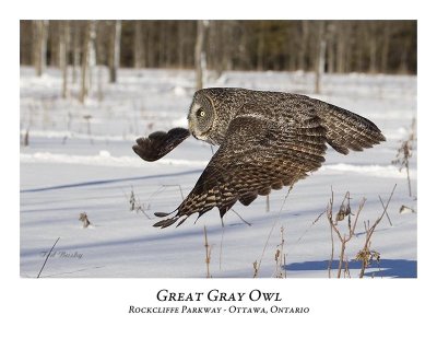 Great Gray Owl-085