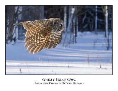 Great Gray Owl-088