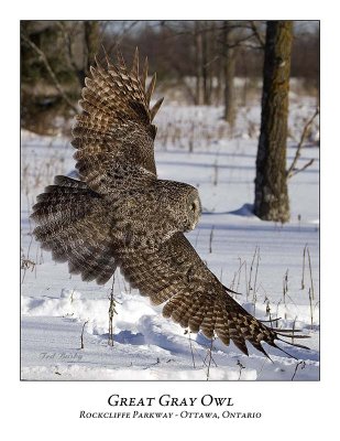 Great Gray Owl-089