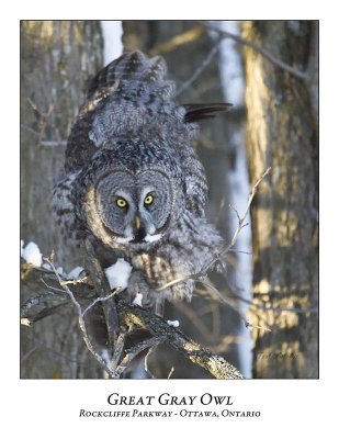 Great Gray Owl-091