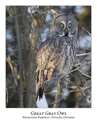 Great Gray Owl-092