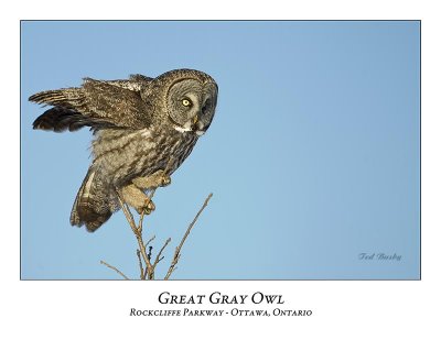 Great Gray Owl-093