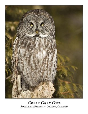 Great Gray Owl-096