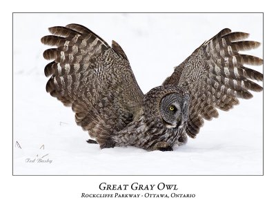 Great Gray Owl-98