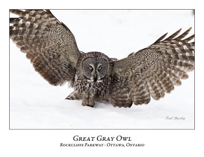 Great Gray Owl-101