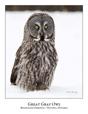 Great Gray Owl-102
