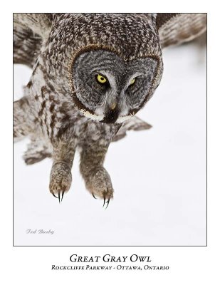 Great Gray Owl-103