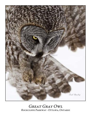 Great Gray Owl-104