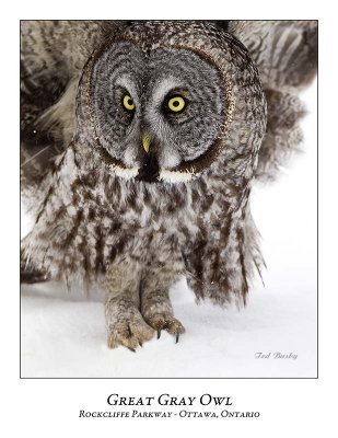 Great Gray Owl-105