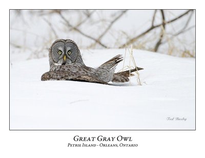 Great Gray Owl-107