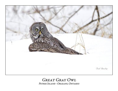 Great Gray Owl-108