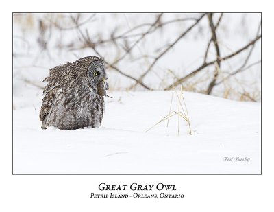 Great Gray Owl-110