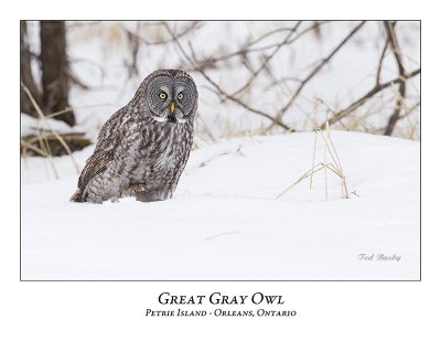 Great Gray Owl-113