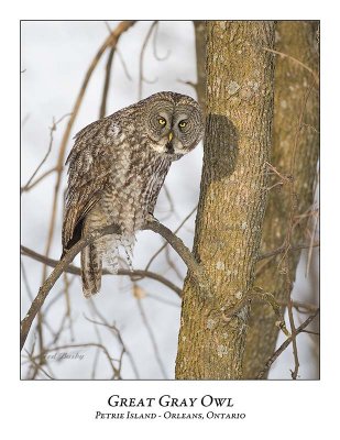 Great Gray Owl-116