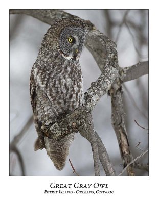 Great Gray Owl-119