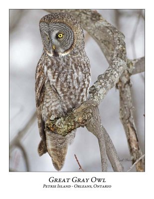 Great Gray Owl-120