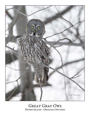 Great Gray Owl-121