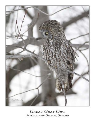 Great Gray Owl-122