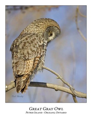 Great Gray Owl-123