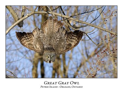 Great Gray Owl-124
