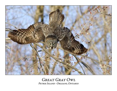 Great Gray Owl-125