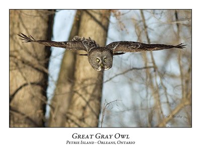 Great Gray Owl-127