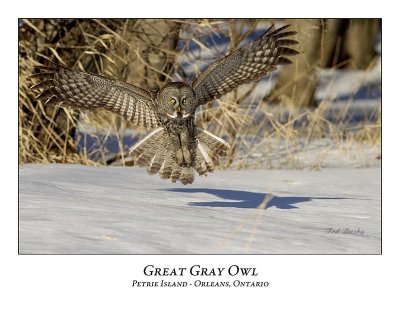 Great Gray Owl-128