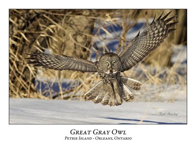 Great Gray Owl-129