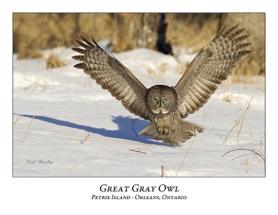 Great Gray Owl-130