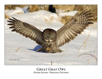 Great Gray Owl-131