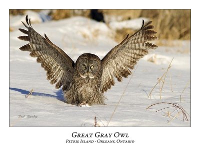 Great Gray Owl-132