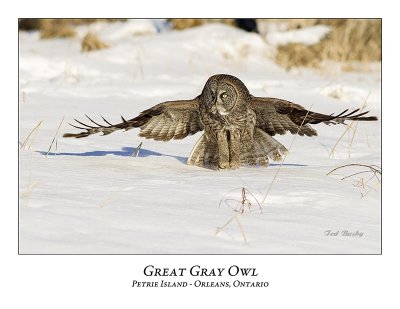 Great Gray Owl-133