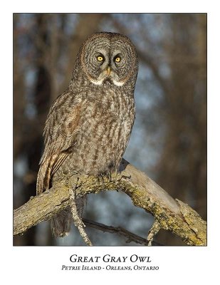 Great Gray Owl-135