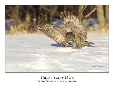 Great Gray Owl-136