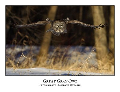 Great Gray Owl-137