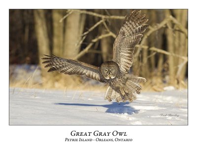 Great Gray Owl-138